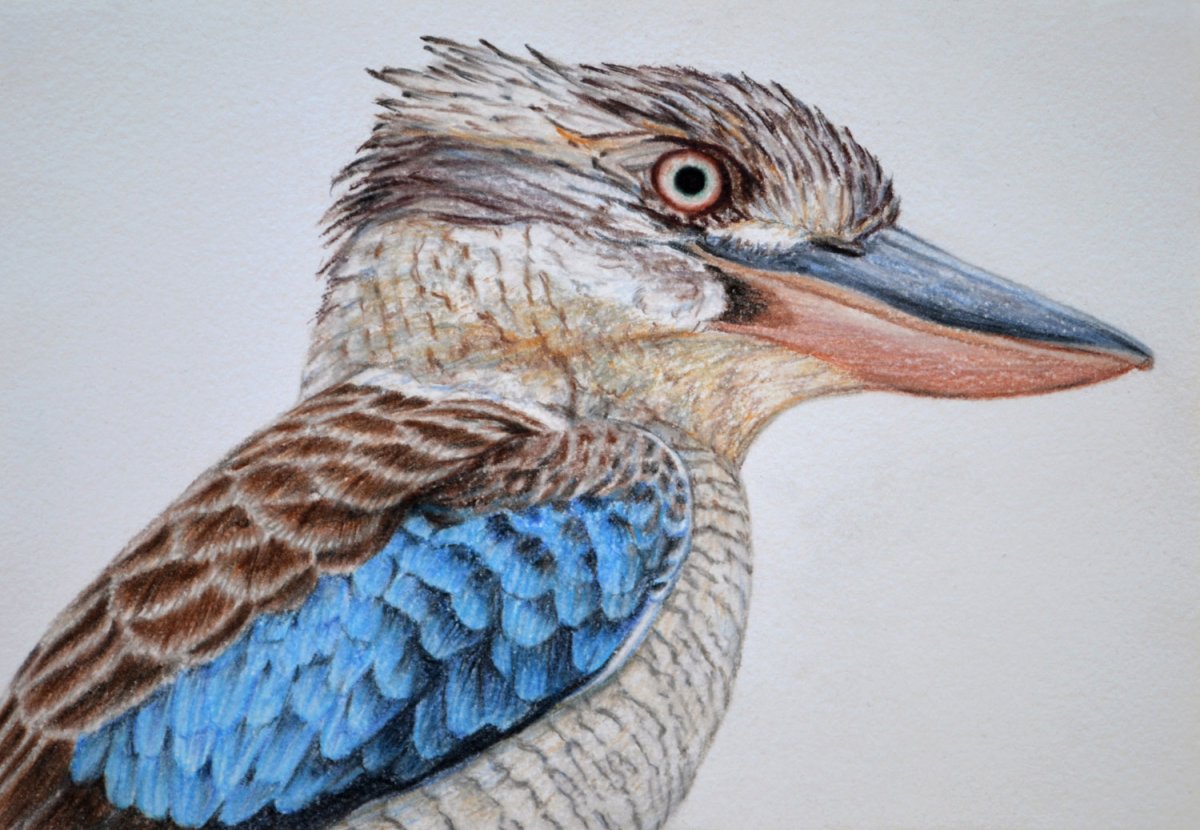 Кукабарра реализм