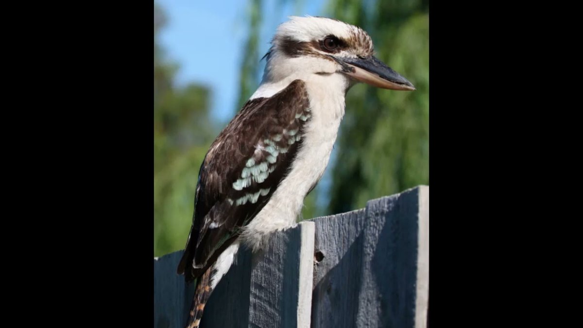 Кукабарра молодая