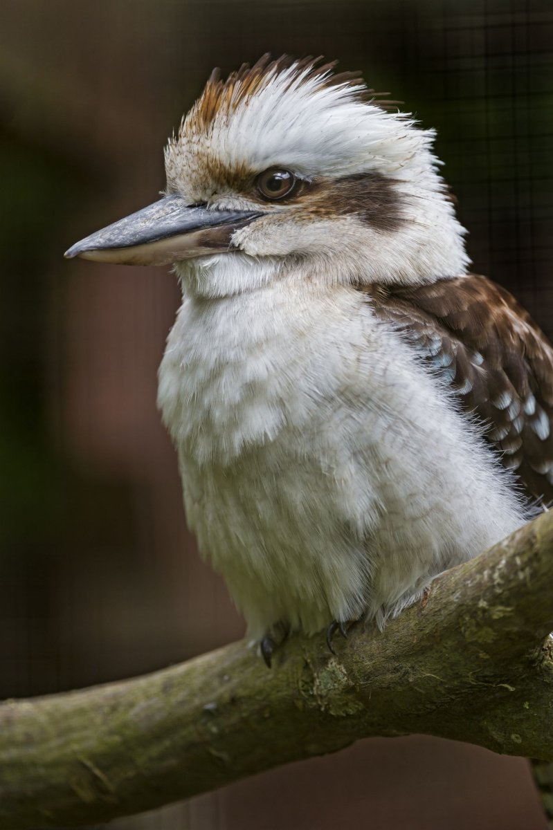 2009 Кукабарра