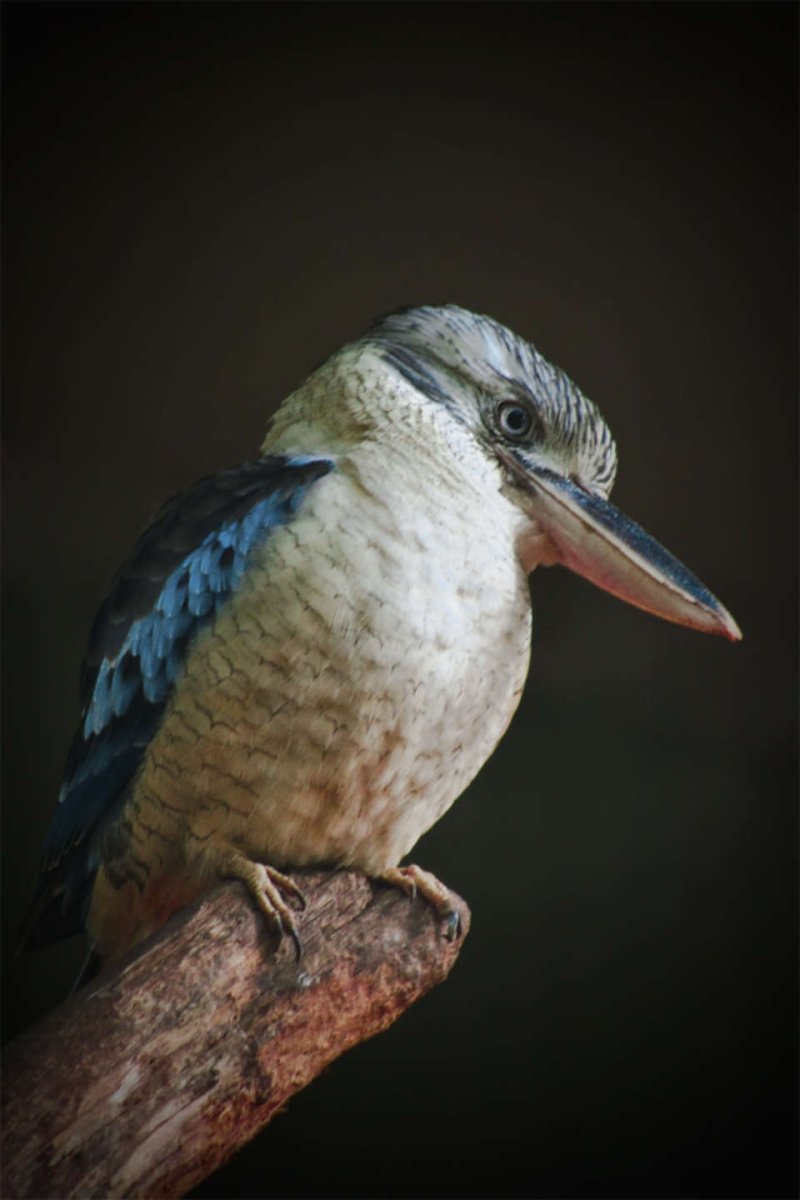 Кукабарра птенец