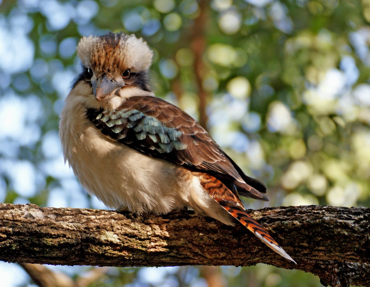 Австралийские воробушки