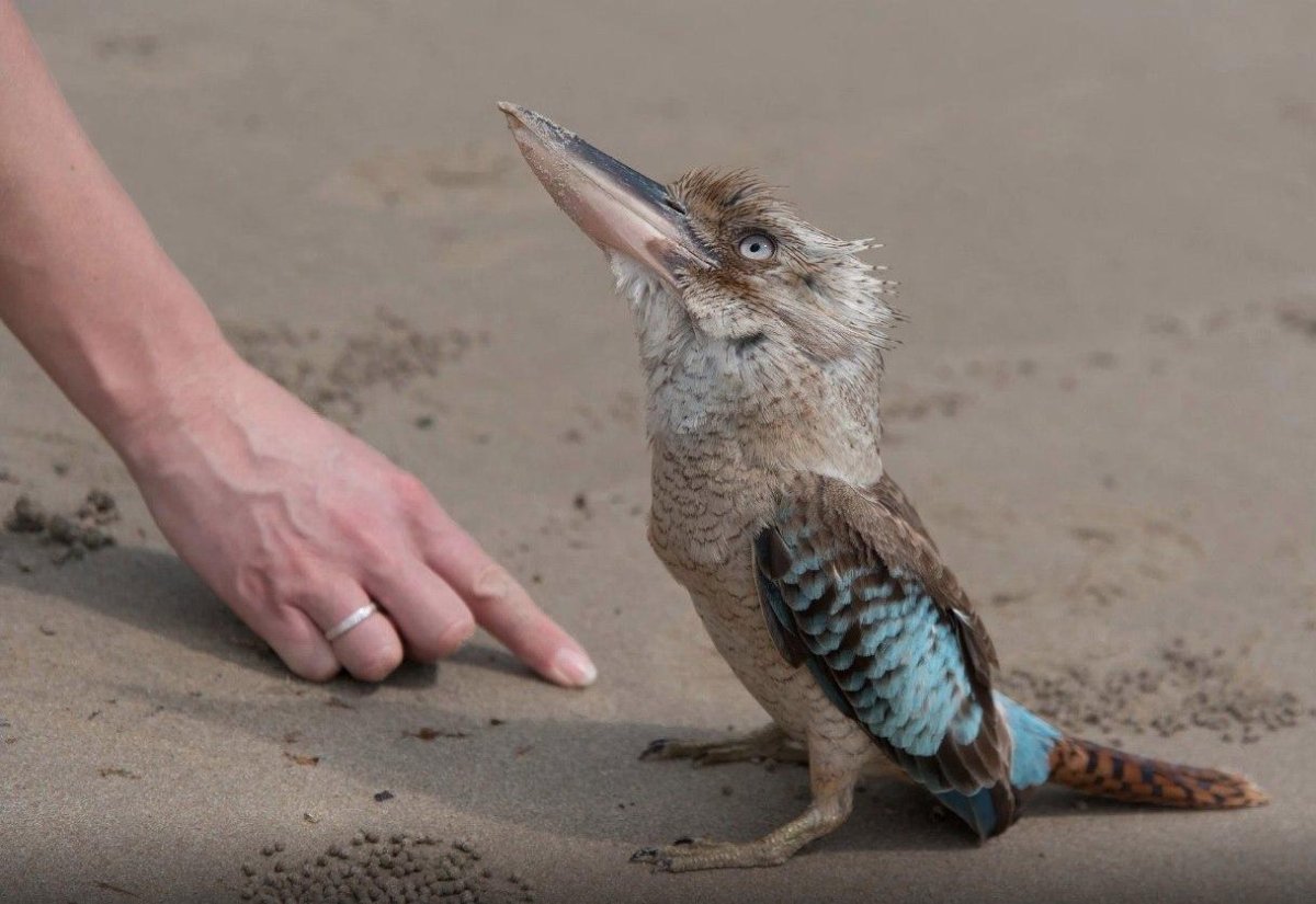 Птица Австралии Кукабарра