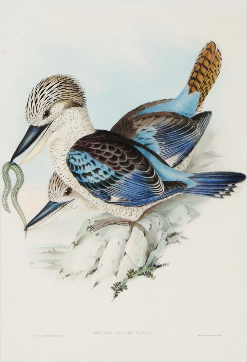 Птицы Австралии Кукабара