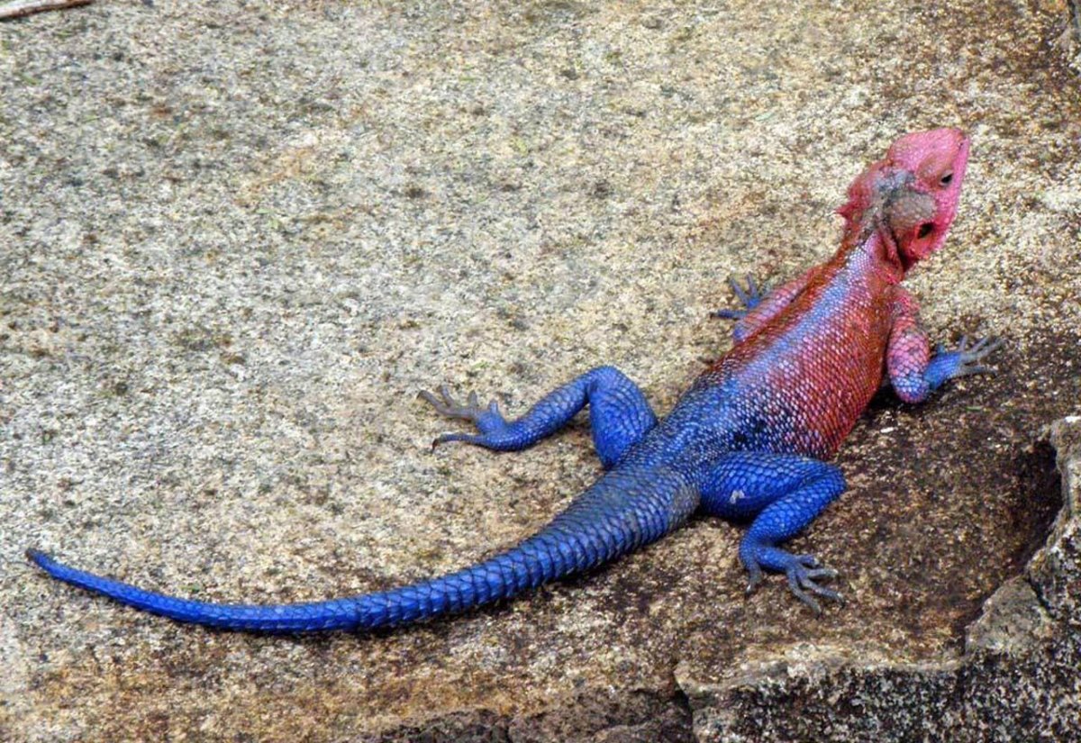 Голубая агама ящерица