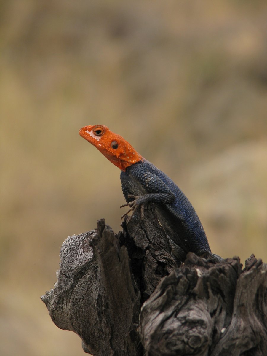 Ящерица с красной головой
