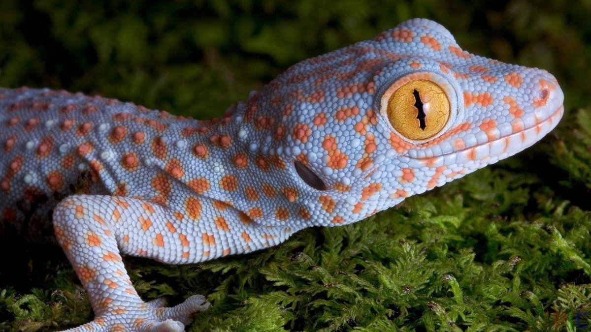 Цепкохвостый геккон