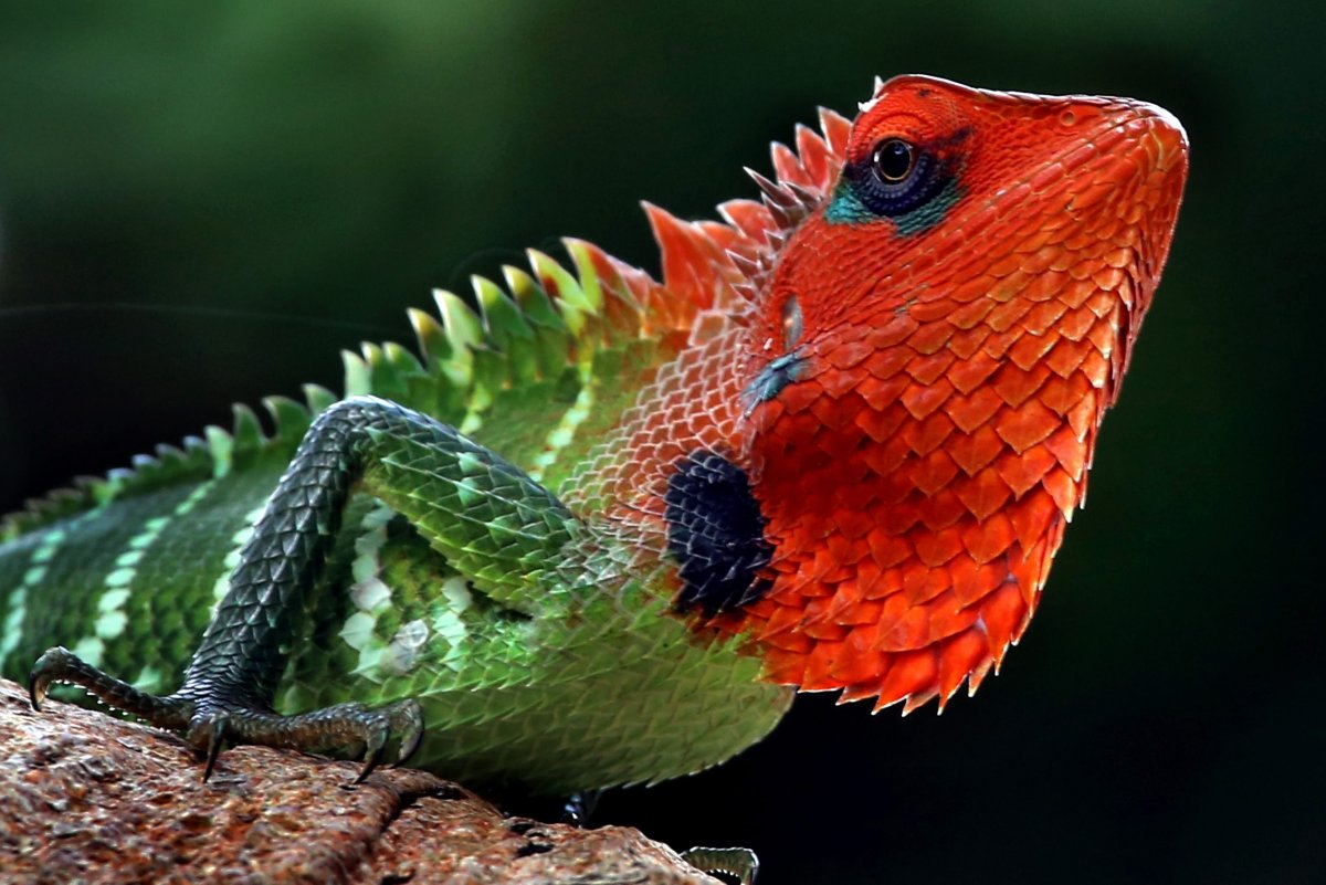 Зеленая ящерица с красной головой