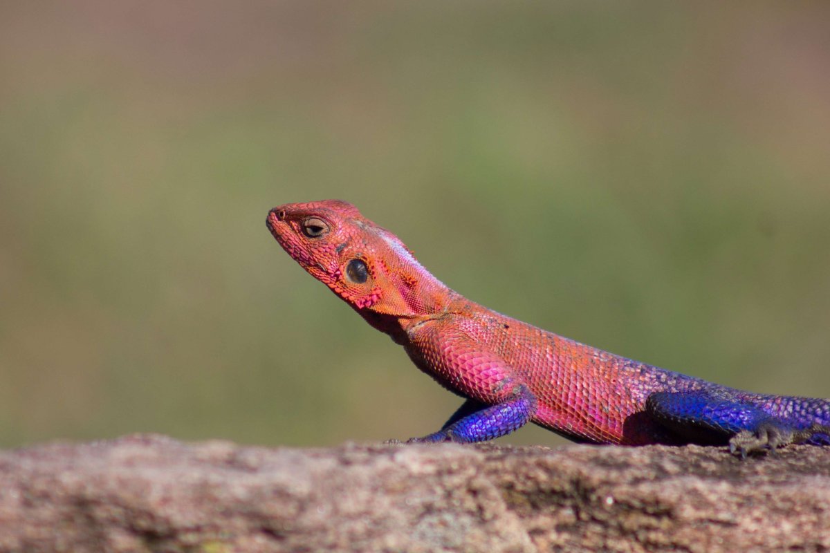 Ящерка красная