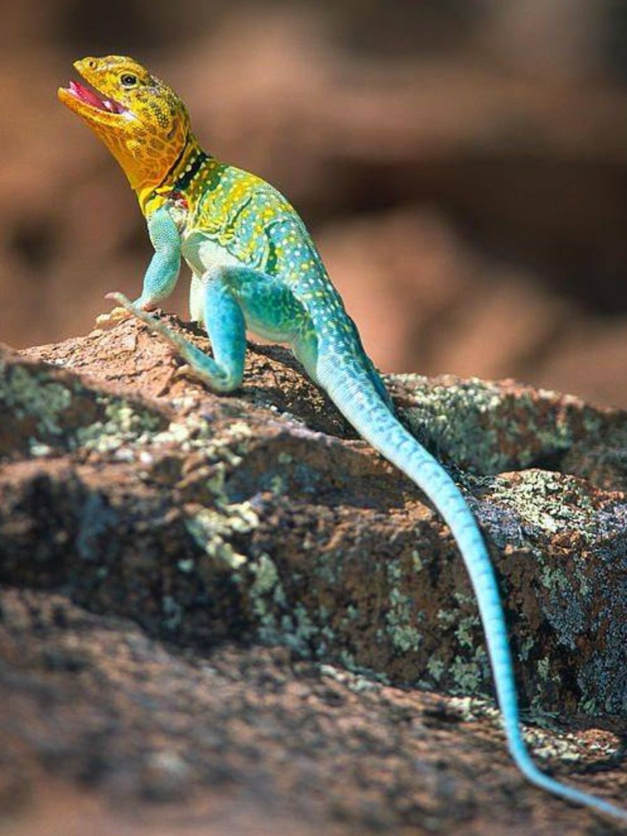 Лизард ящерица