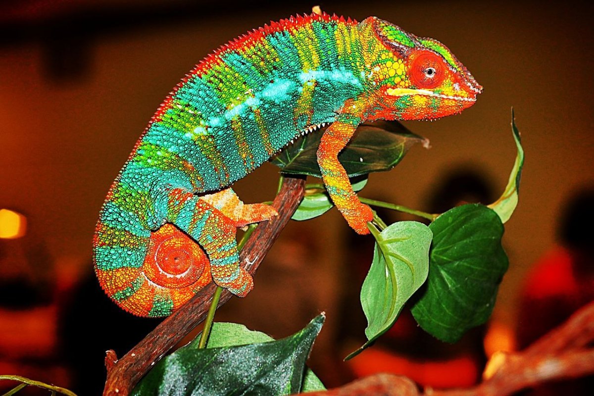 Йеменский хамелеон самка