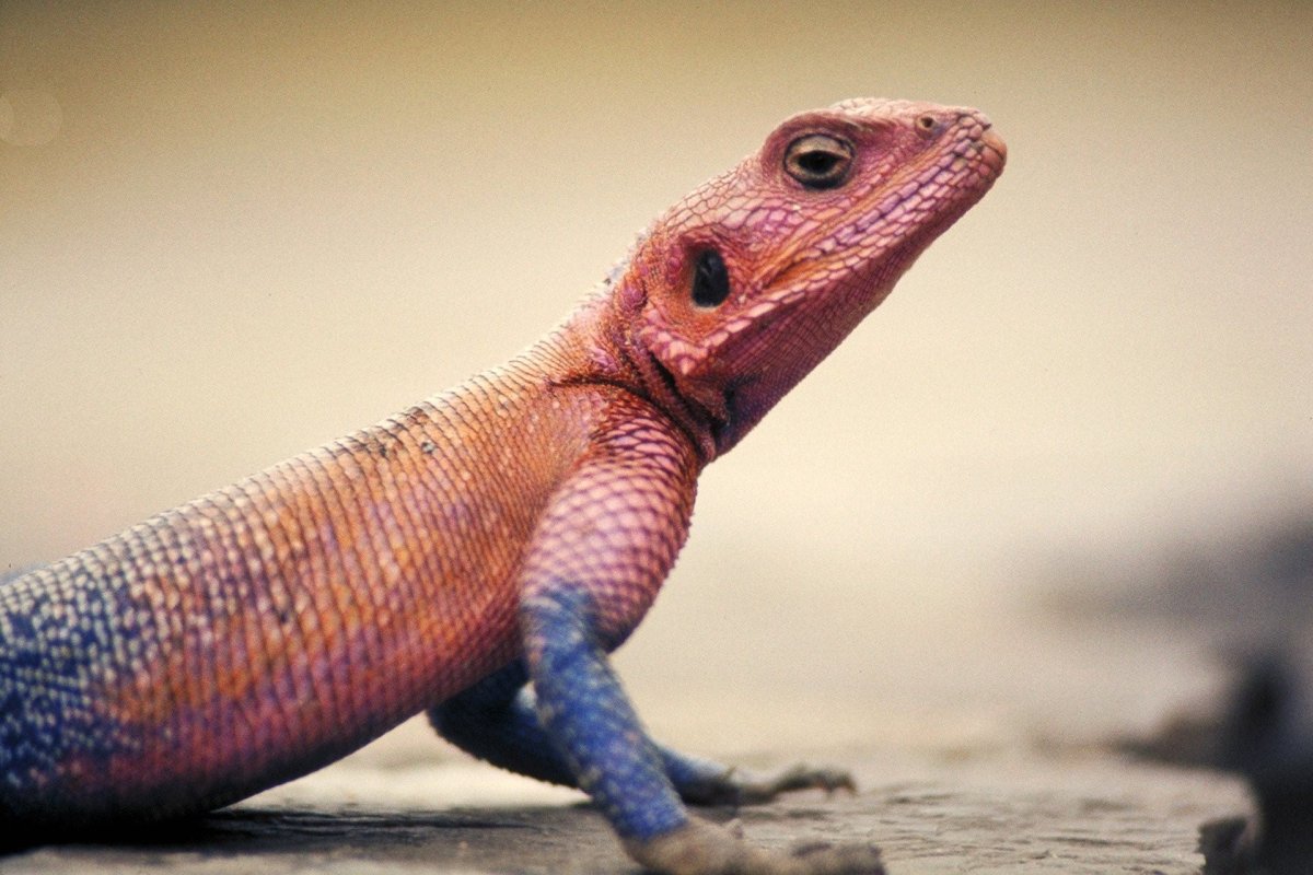 Розовая ящерица агама