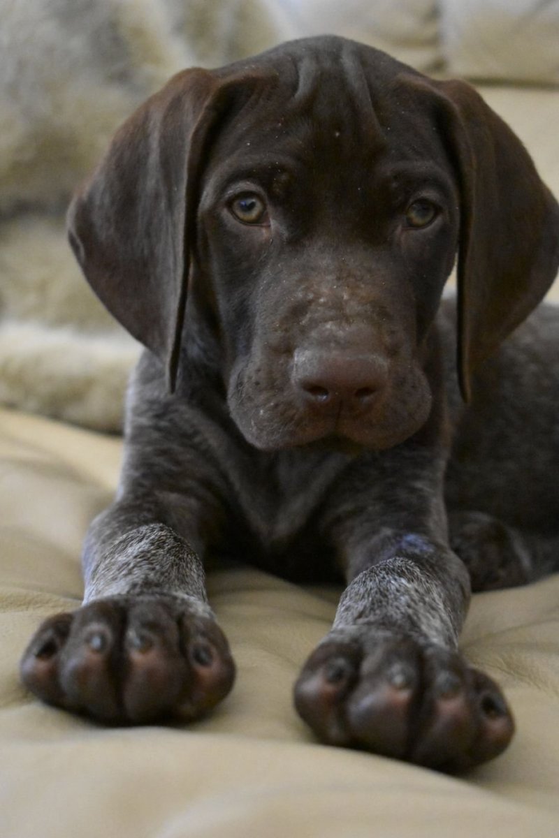 Курцхаар щенки