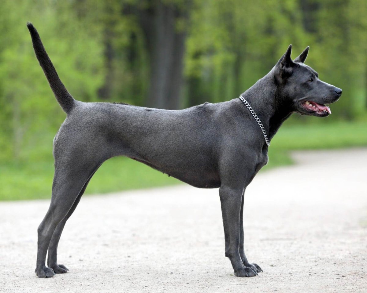 Тайский риджбек Ридж