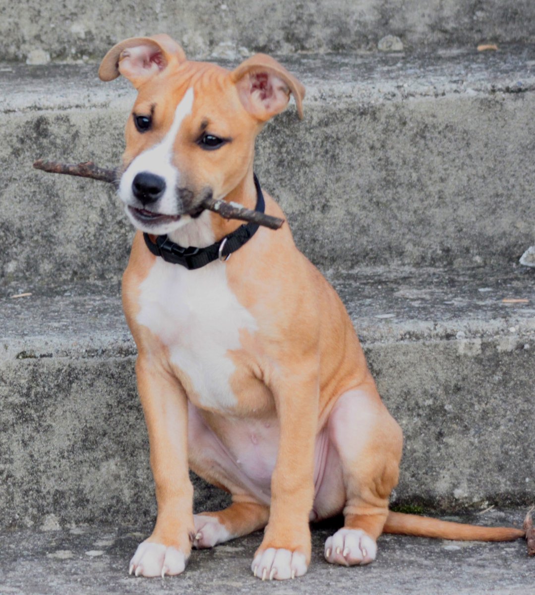 Стаффордширский терьер терьер типа