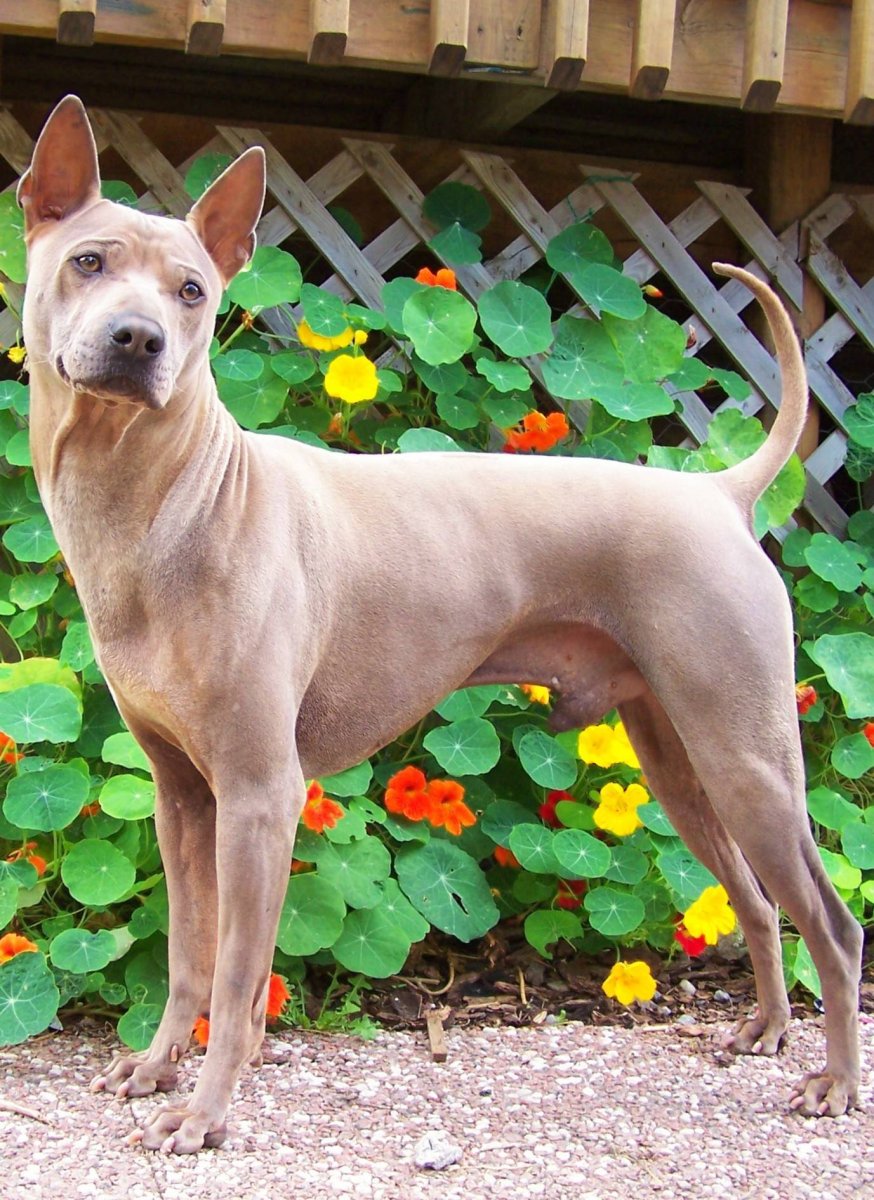 Тайский риджбек изабелловый окрас