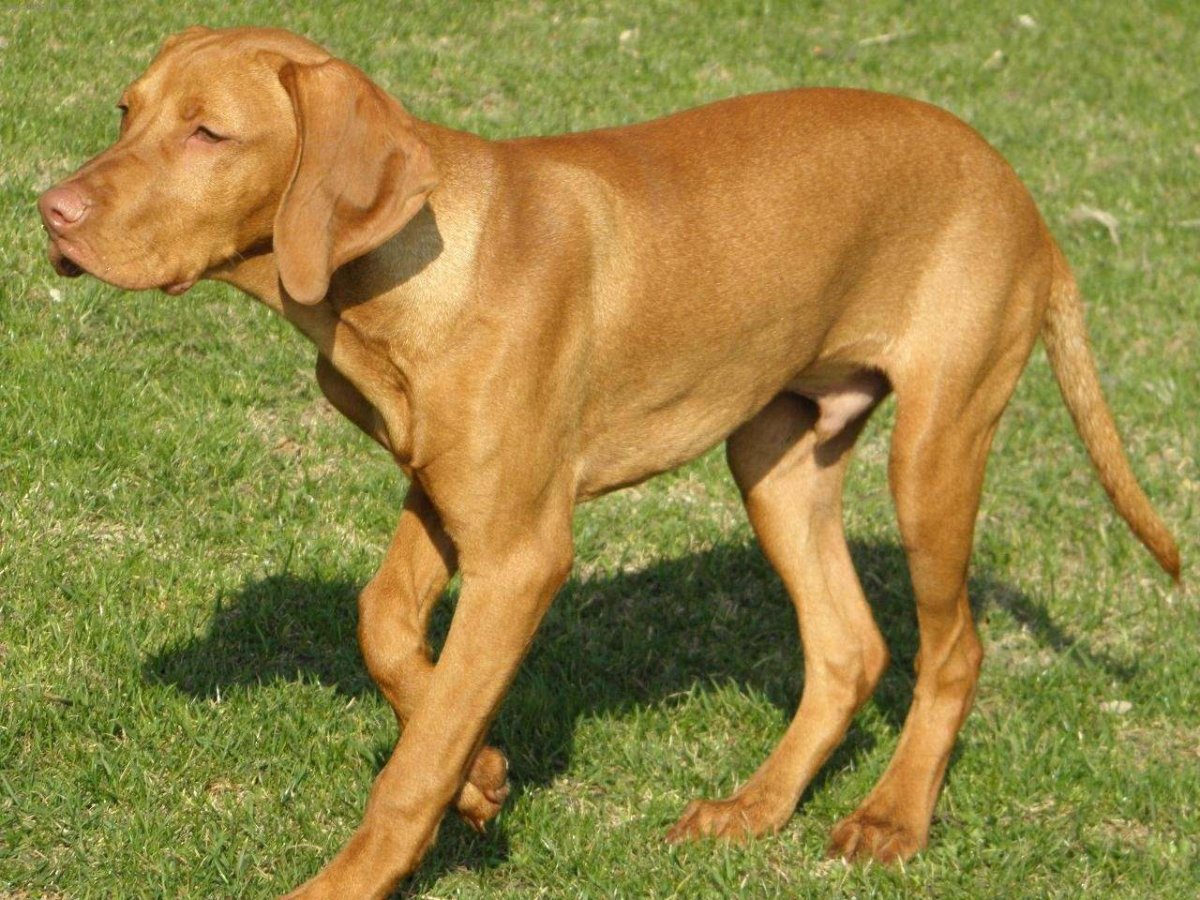 Охотничья собака выжла