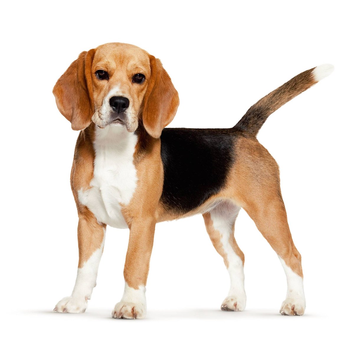 Бигль гончая