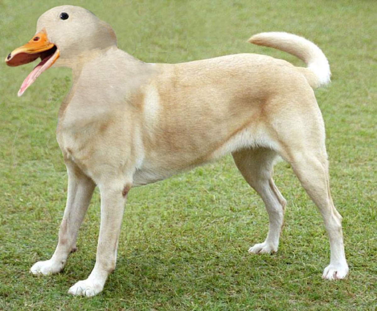 Средняя порода собак