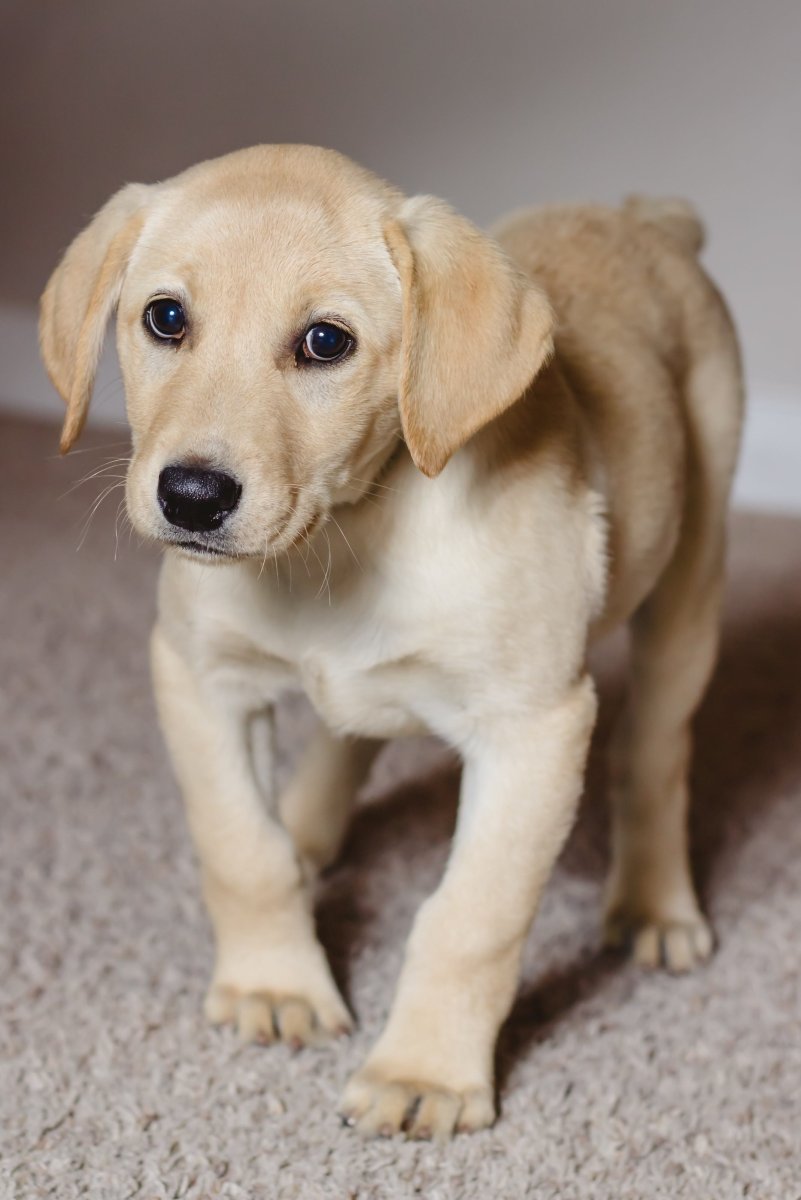 Лабрадор короткошерстный