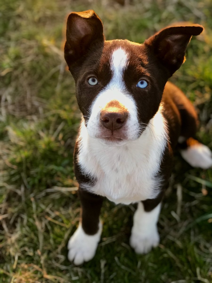 Бордр коли каротко шорсноя