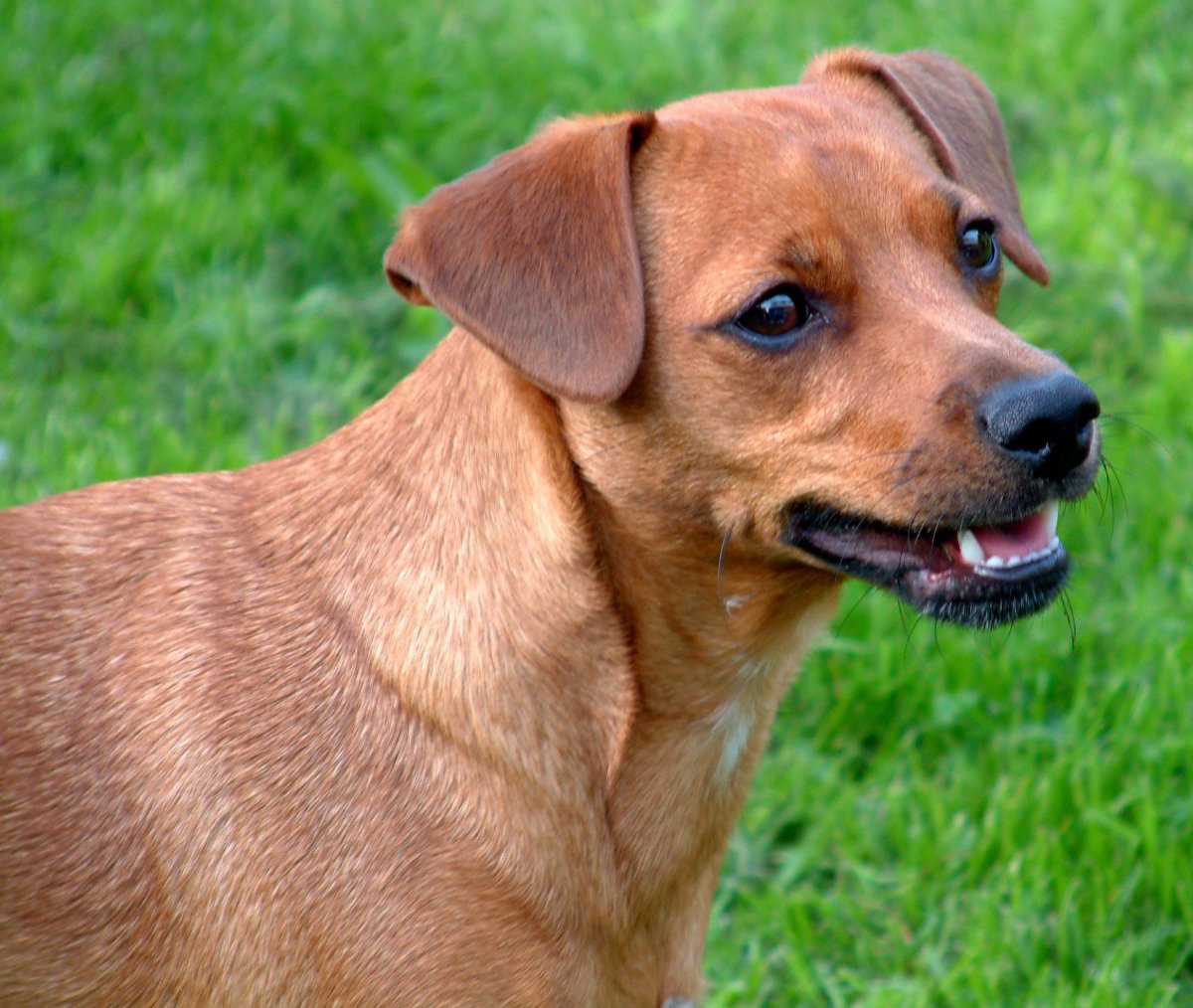 Паттердейл терьер рыжий