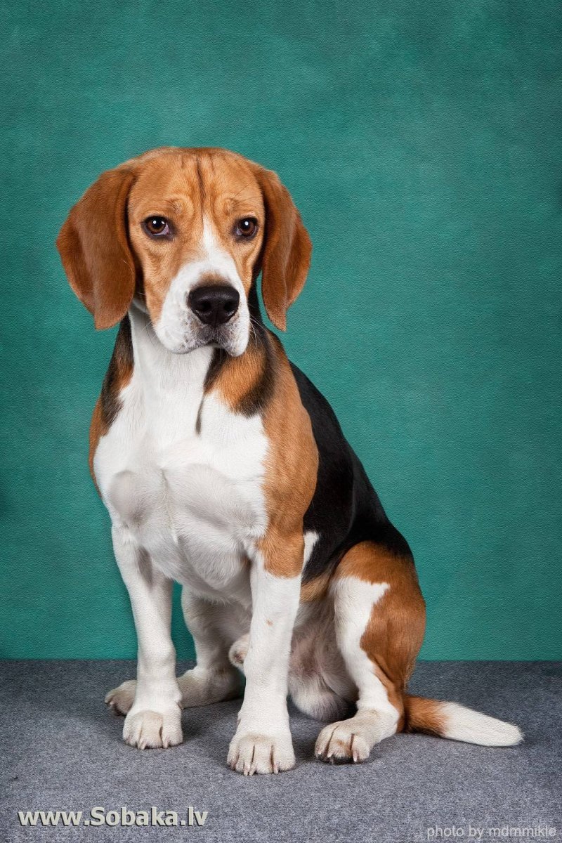 Бигль терьер гладкошерстный
