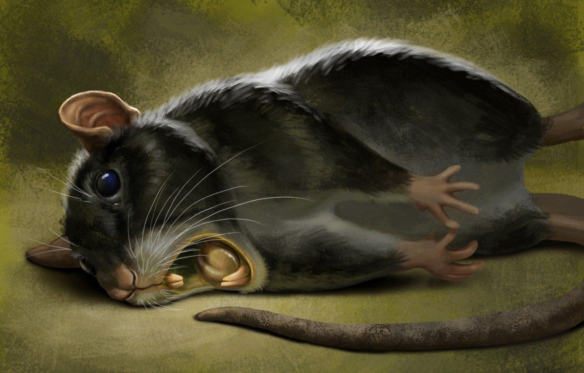 Крыса картина