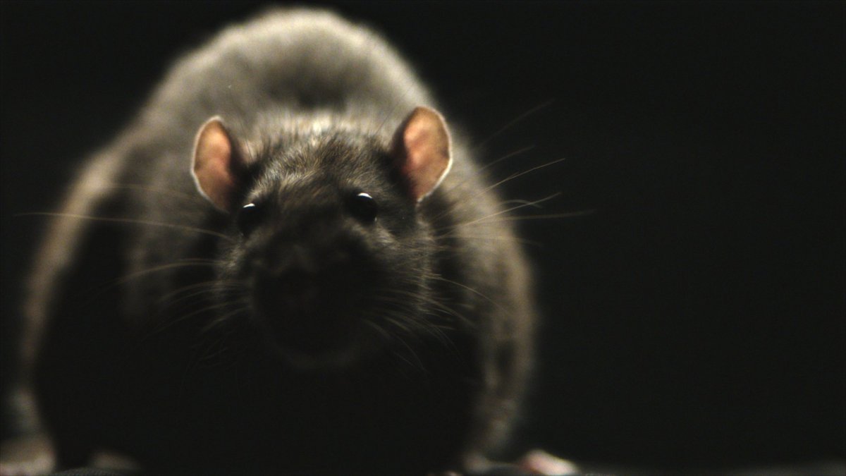 Крыса на черном фоне