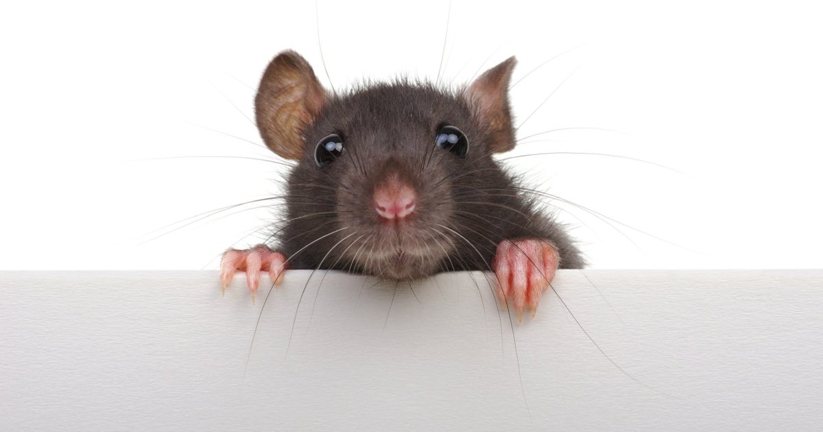 Крыса выглядывает