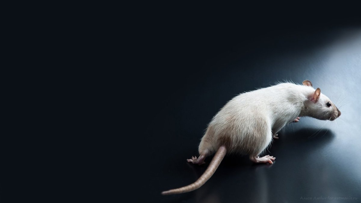 Обои с крыской