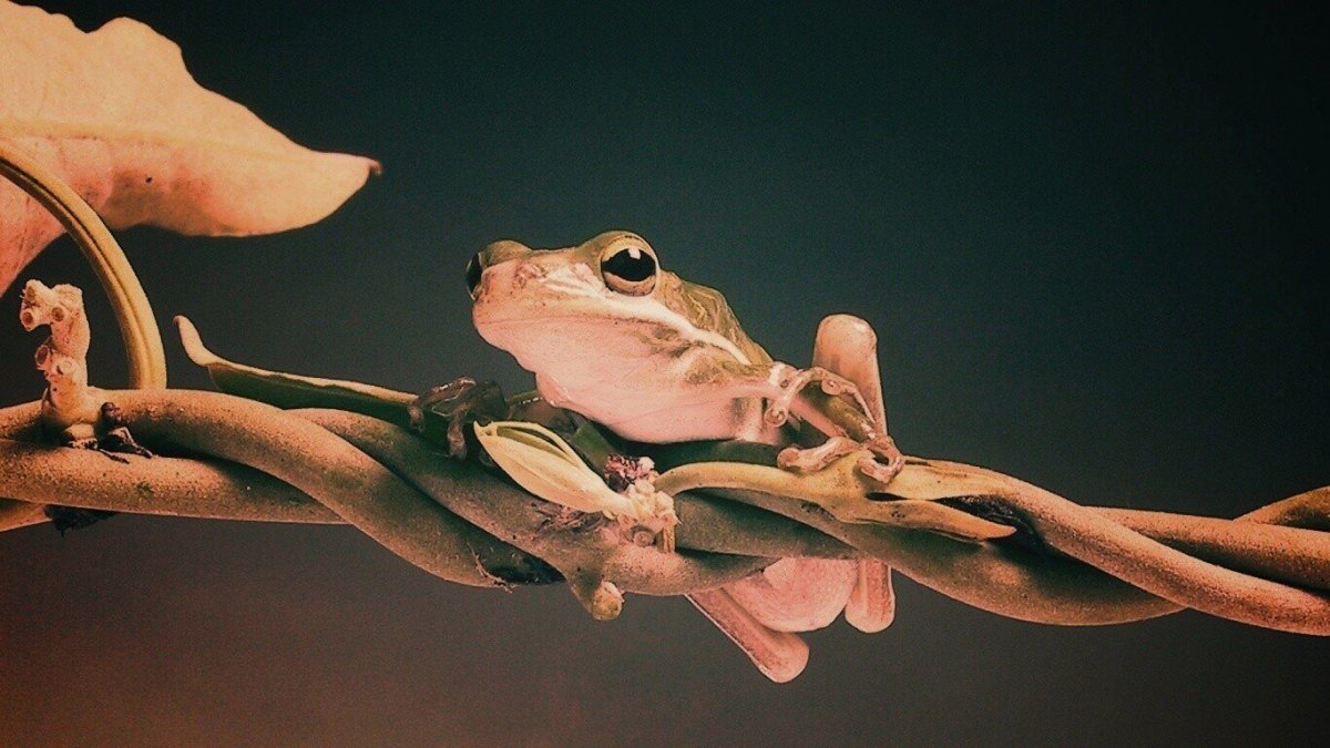 Лягушки милые Эстетика