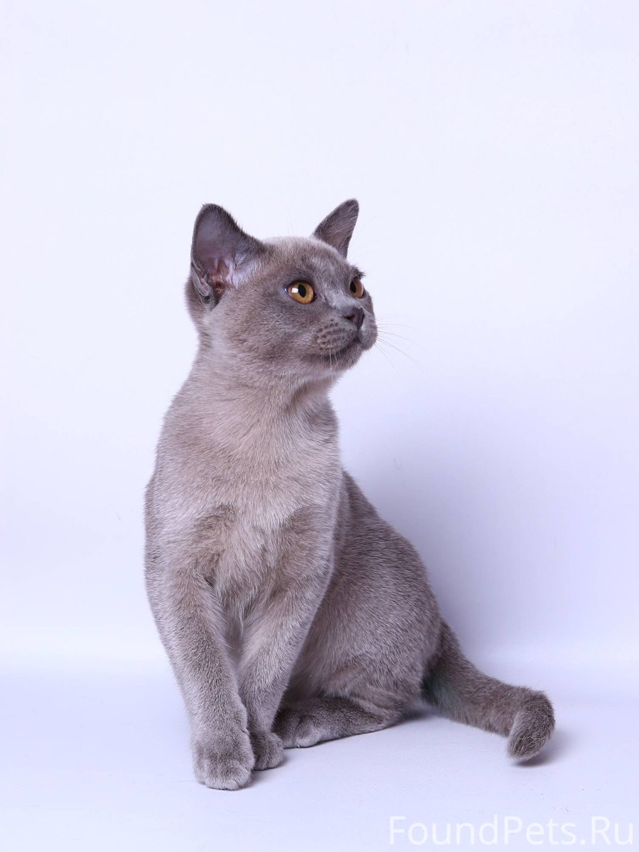 Сибирская дымчатая короткошерстная кошка порода