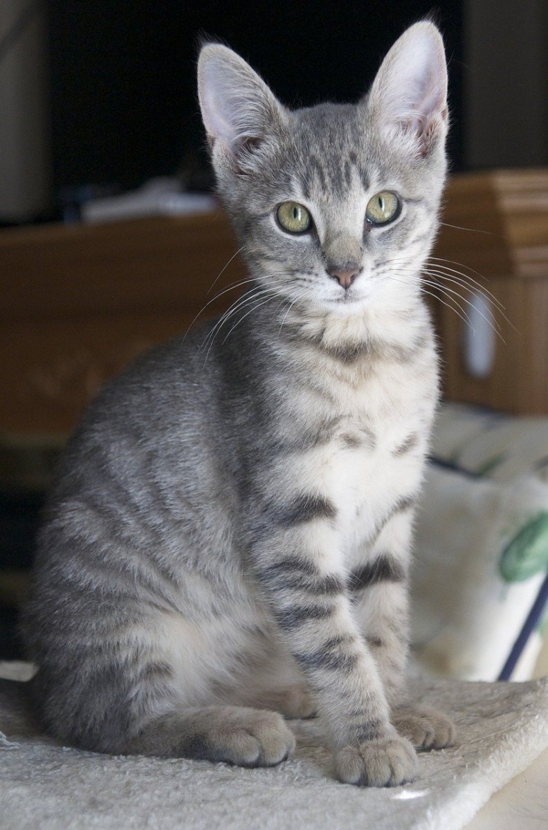 Европейская короткошерстная табби серебристая