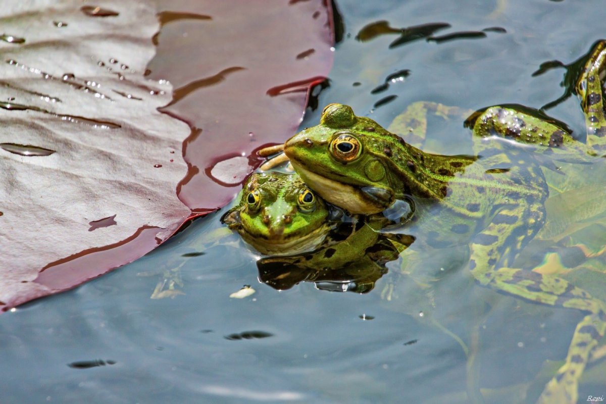 Обои на рабочий стол лягушка