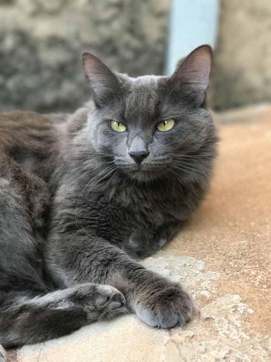 Сибирский Нибелунг