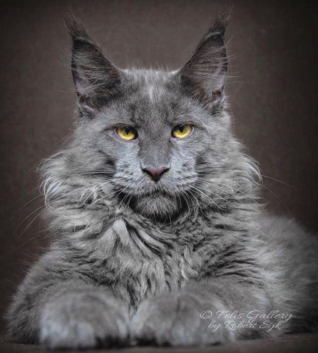 Мейн кун дымчатый