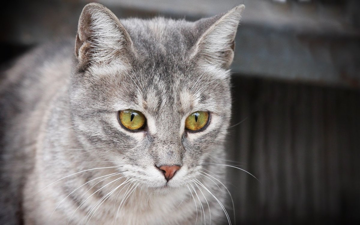 Сибирская короткошерстная кошка серая