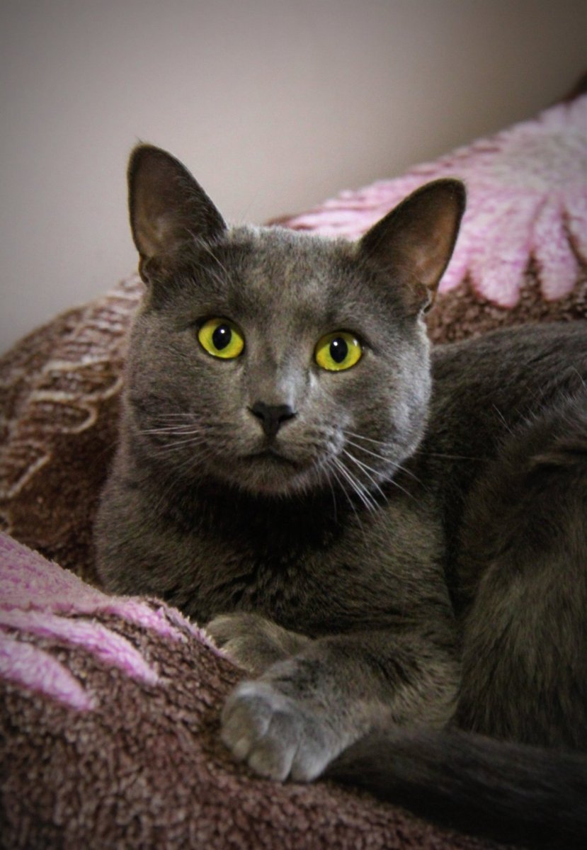 Британская дымчатая кошка