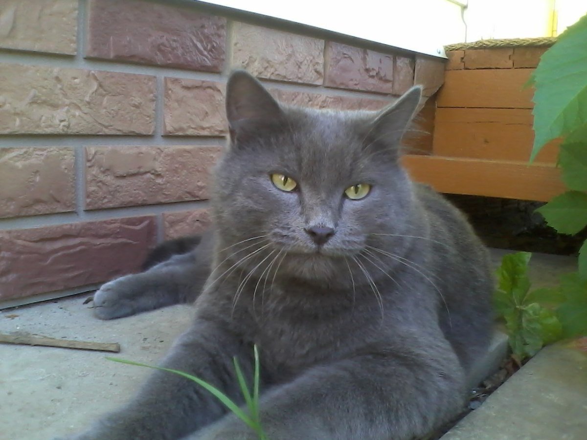 Сибирский голубой агути кот