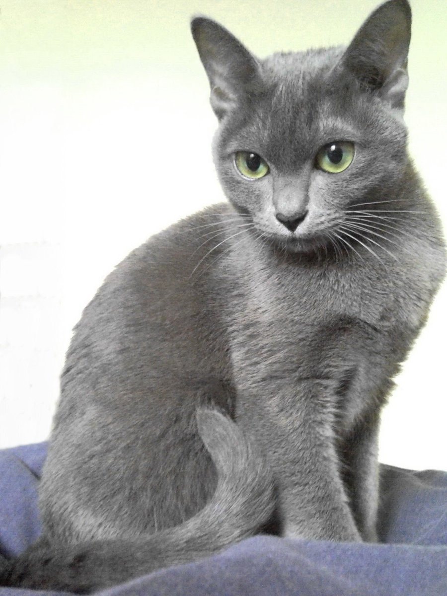 Порода Корат