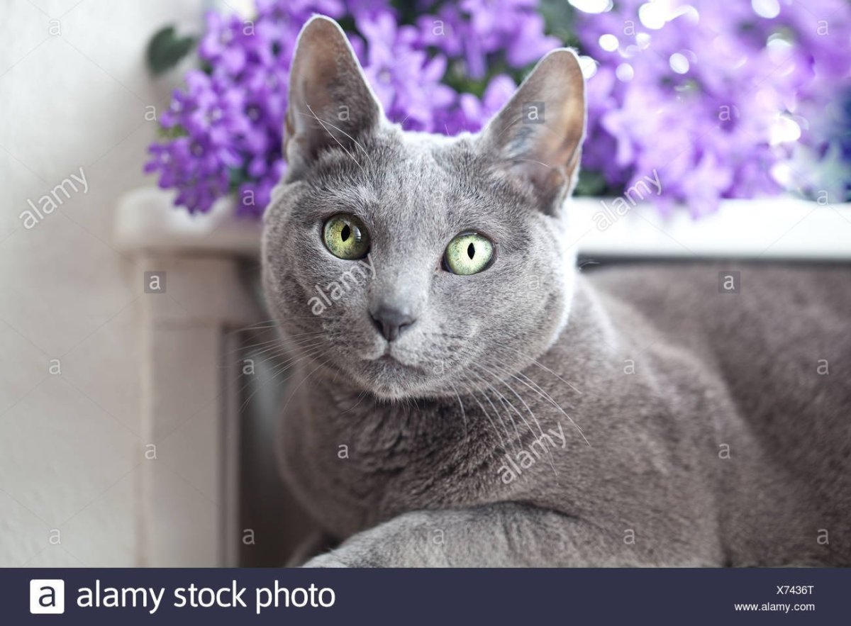 Кот Сибирский голубой гладкошерстный