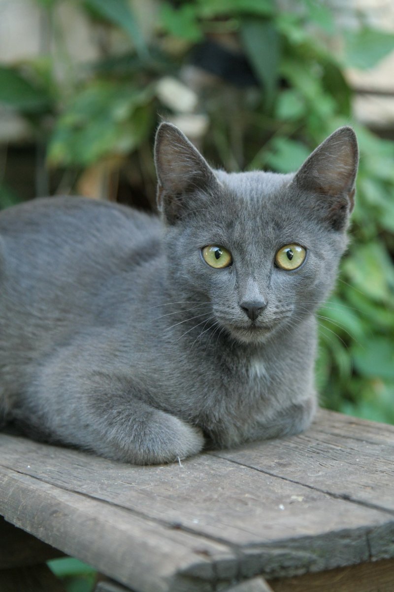 Сибирский голубая кошка короткошерстная