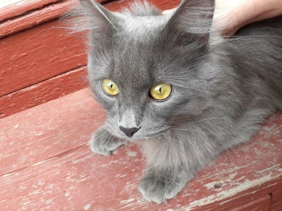 Серая дымчатая кошка порода