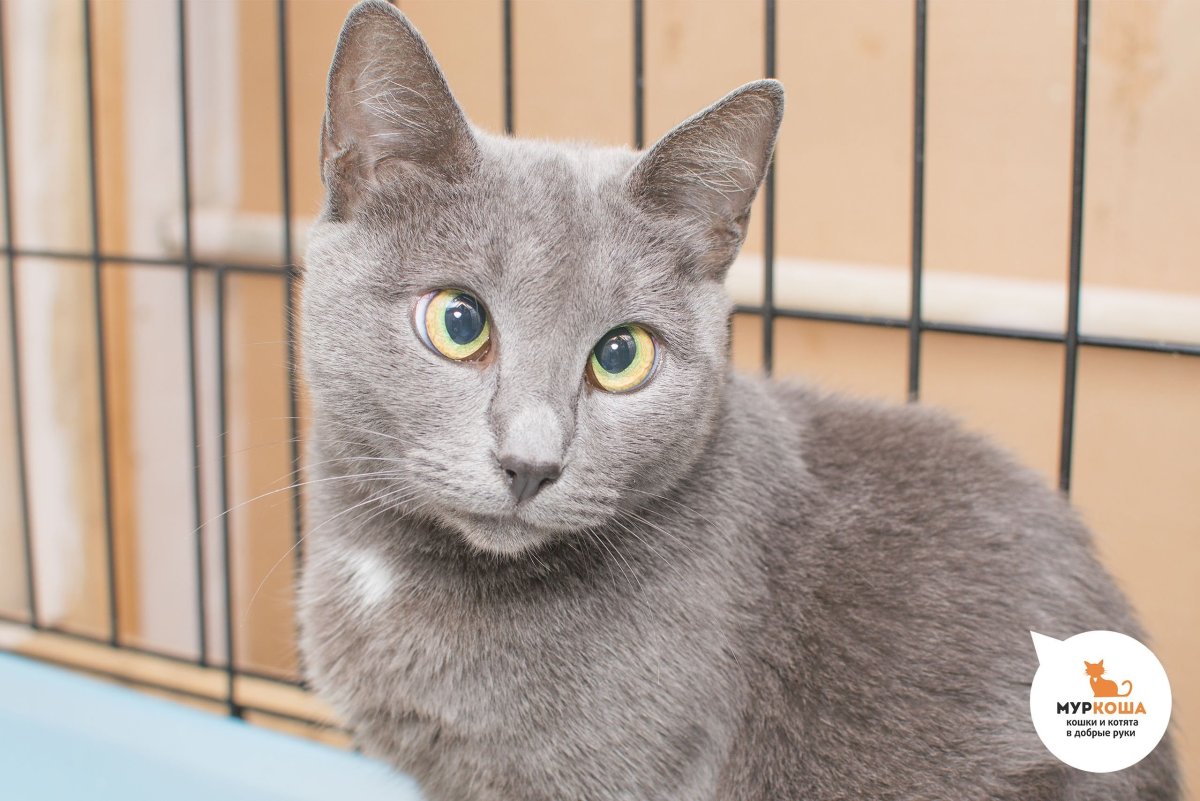 Кошка Сибирская голубая гладкошерстная