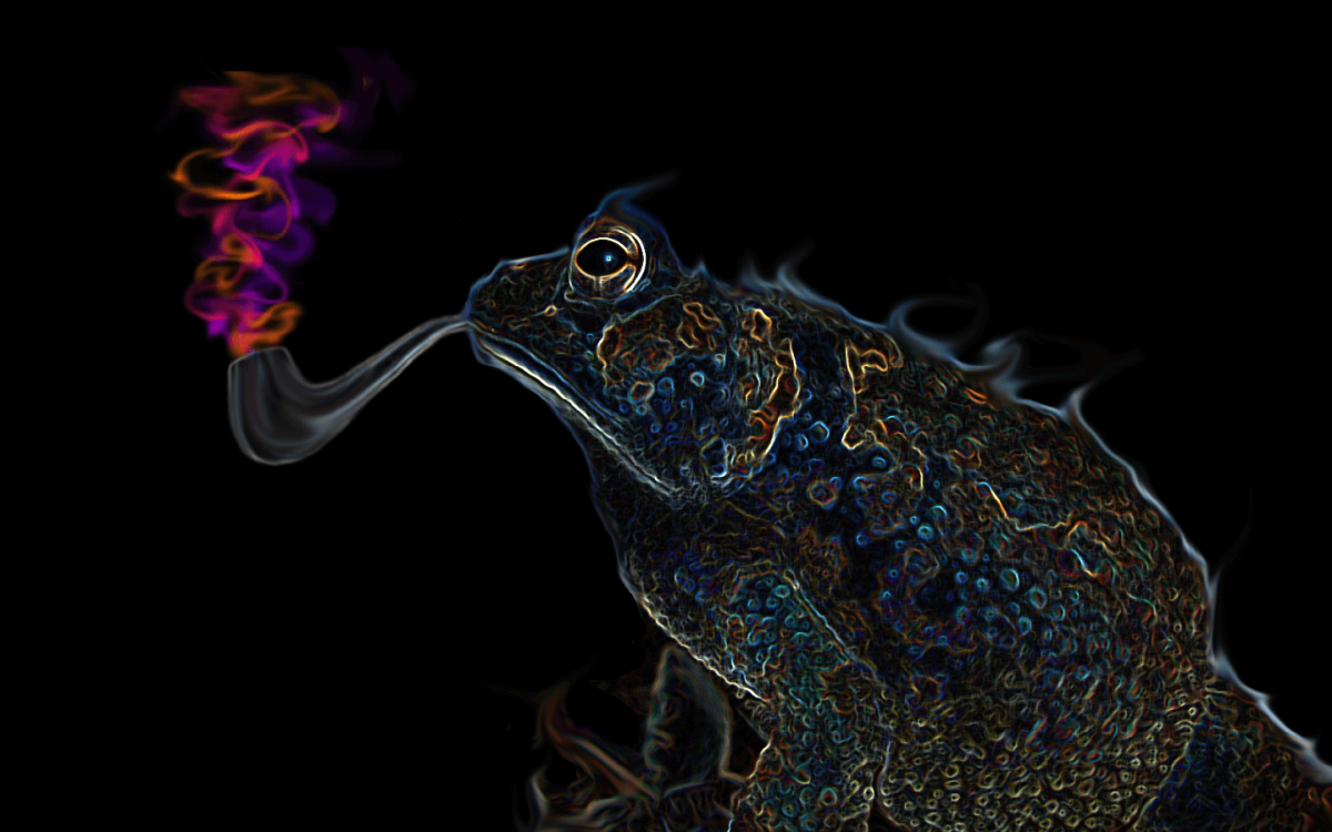 Лягушка на темном фоне