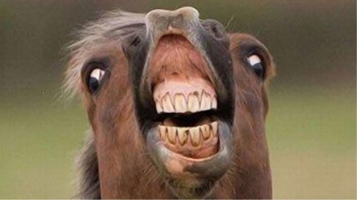 Конь смеется