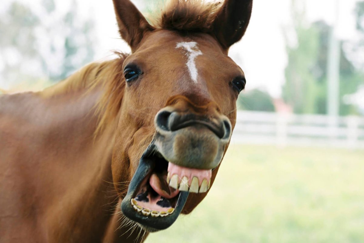 Лошадиная морда с зубами