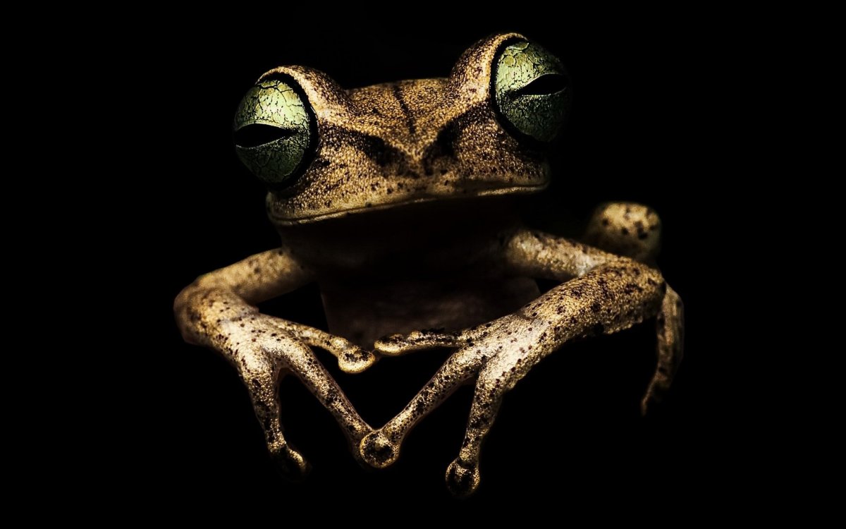 Лягушка на черном фоне