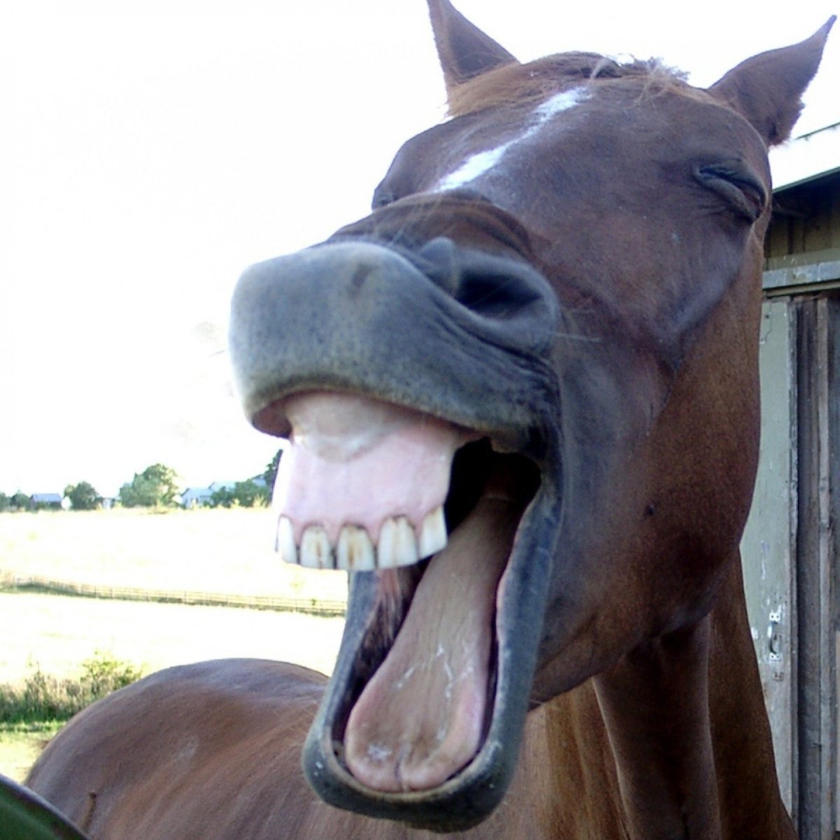 Лошадь смеется