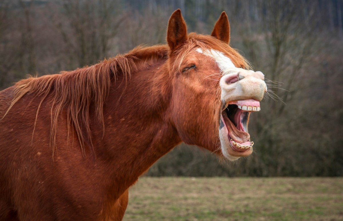 Лошадь смеется